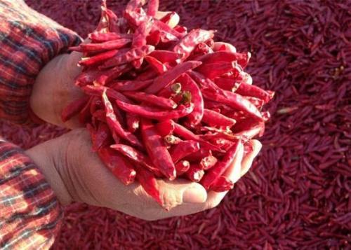 优质干辣椒