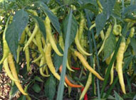 如何种植干辣椒 能丰收更多的干野山椒