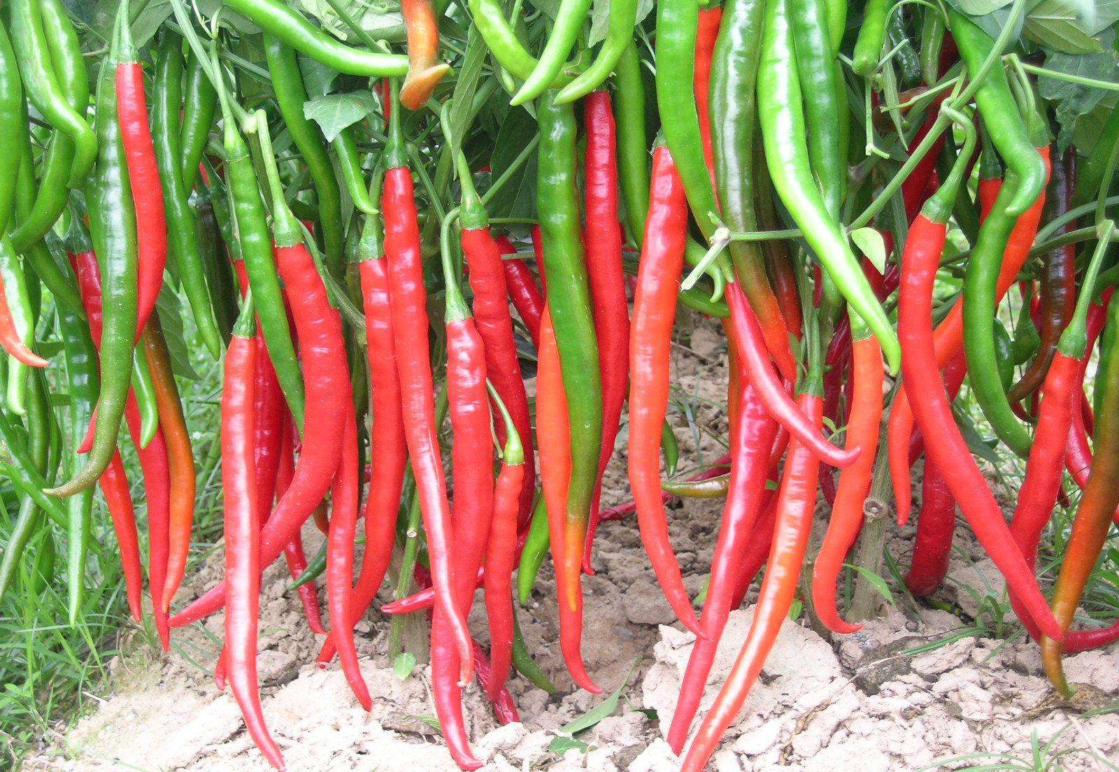 川菜中常用的辣椒种类有哪些，什么是香辣的层次感以及烹制方法？ - 知乎