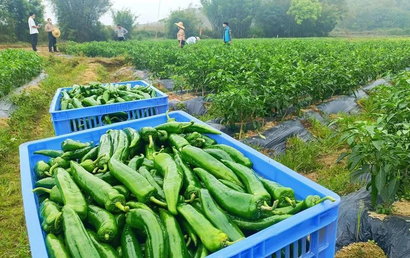 辣椒大省贵州 2022年种植规模将稳定在500万亩以上