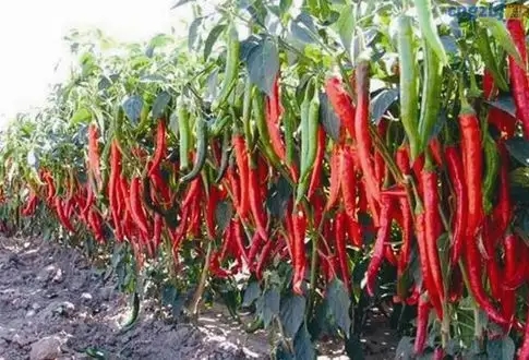 线椒近年非常火爆 农户种植哪些线椒品种比较好？