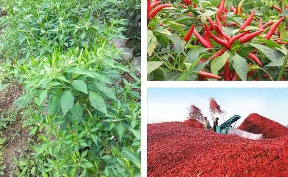 辣椒的栽培技术之种植方法和整地基肥