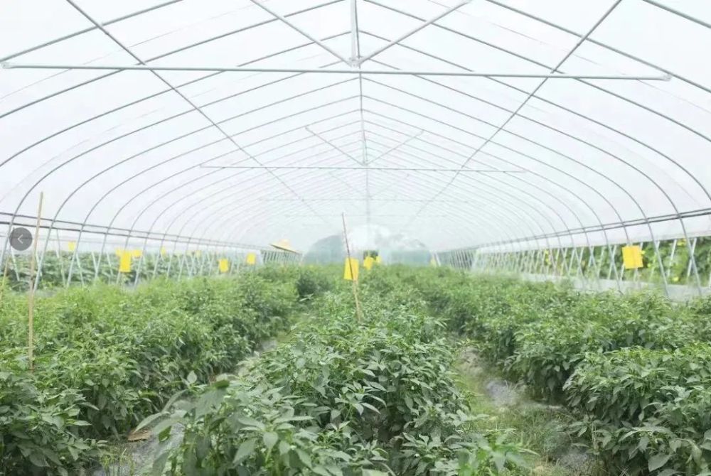辣椒的栽培技术之播种育苗