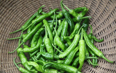 最贵的辣椒在湖南 它最高价格卖到了600元一斤