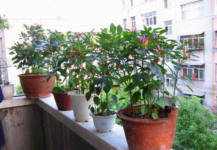 城市家庭如何种植辣椒 在家种植辣椒的方法